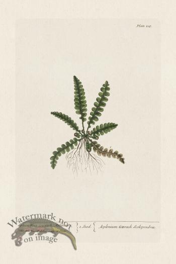 BEE 216 SpleenWort